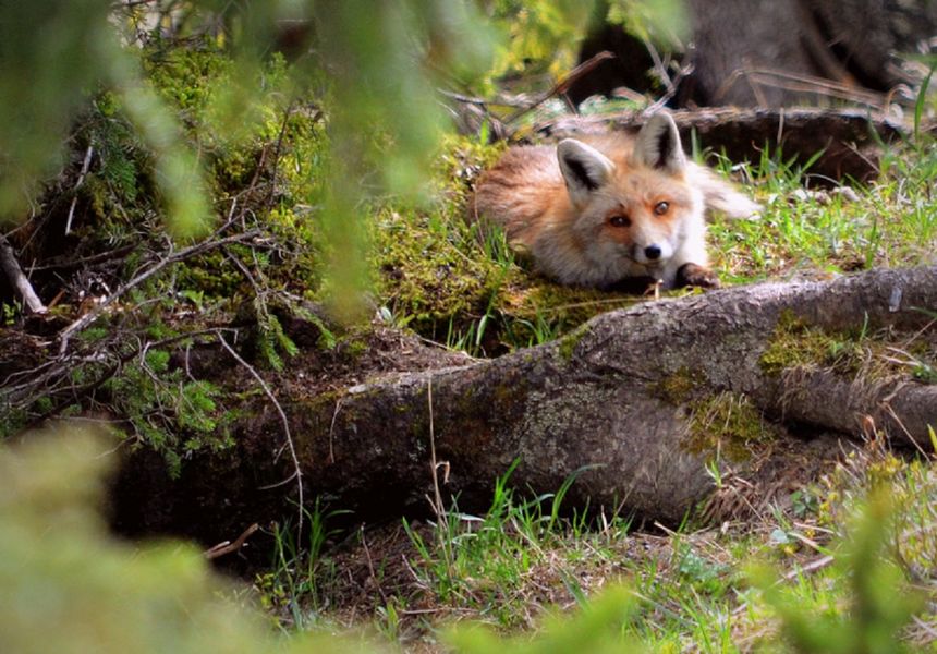 activité montagne : détective renard