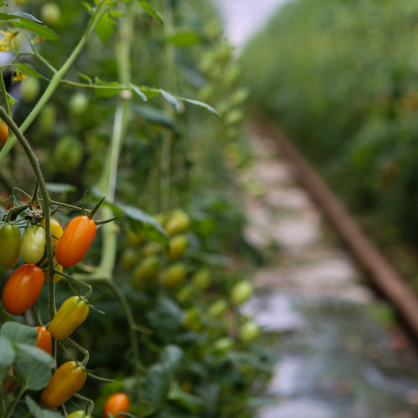Marché du Jeudi de Berre l'Étang