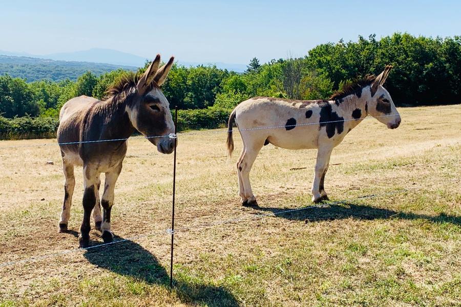 Tic et Tac  -Sylilanse - Gîte Chante Mûre à St Pons