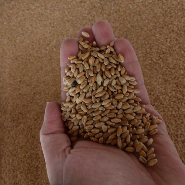 graines de blé
