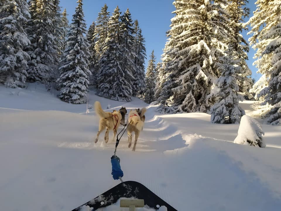 Half-day immersion in the life of a musher