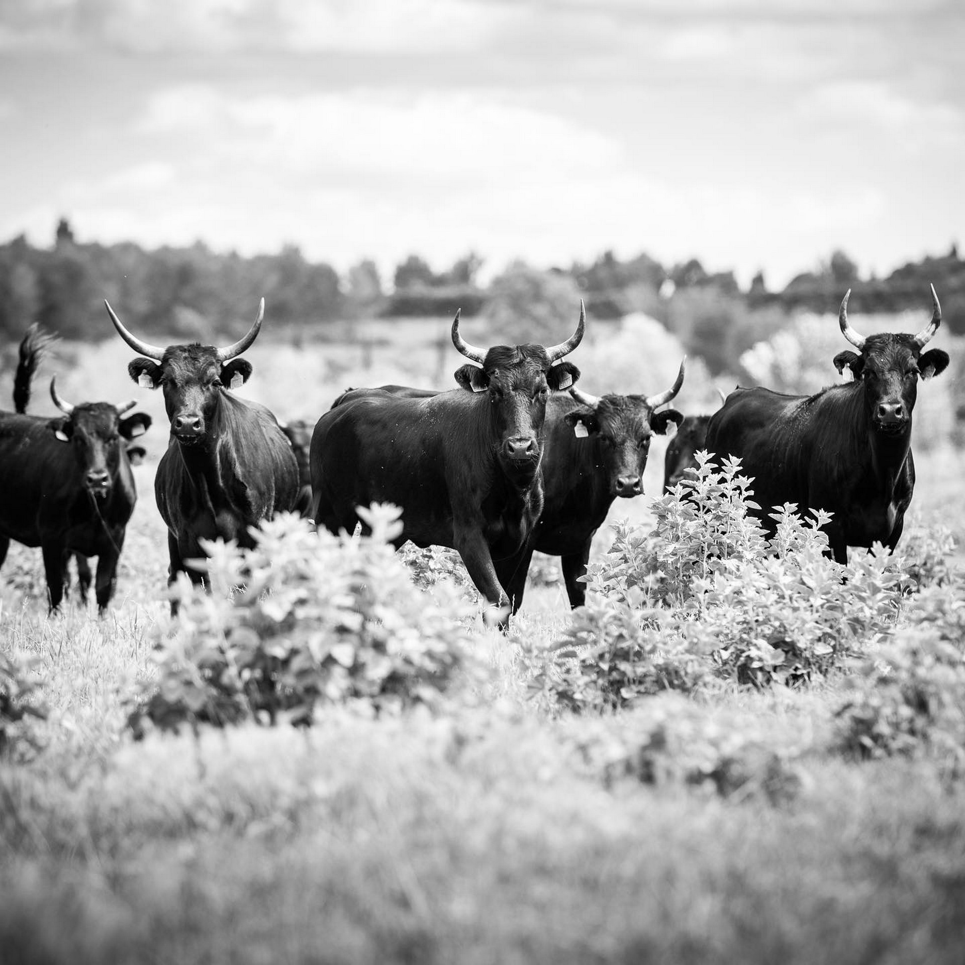 Earl Les Deux Rives - Manade Chauvet