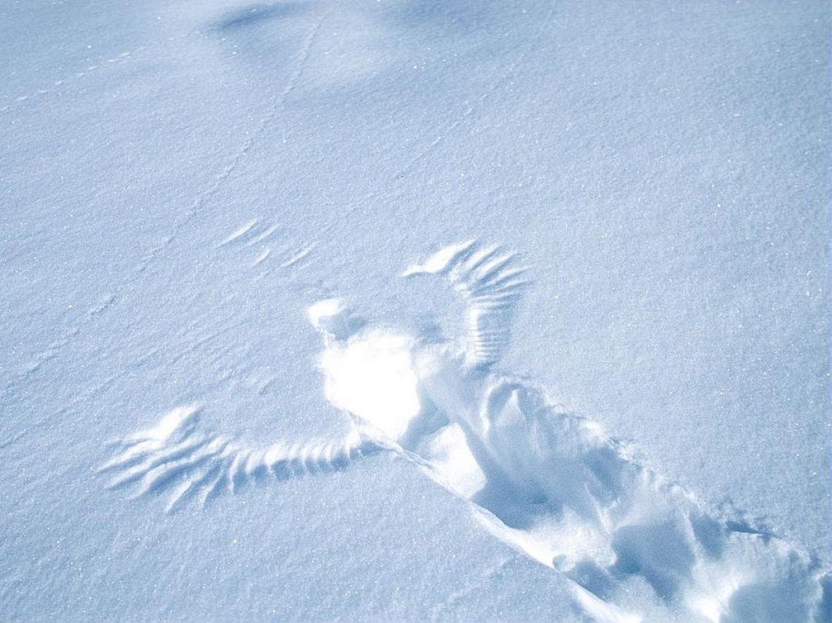 Causerie sur la faune du Parc national des Ecrins en hiver