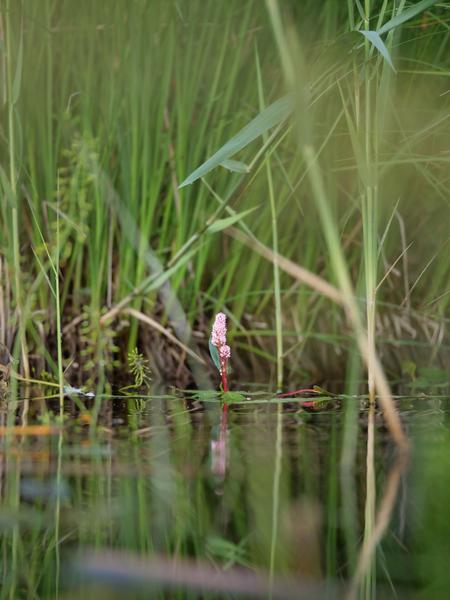 Étang de Chalingieu