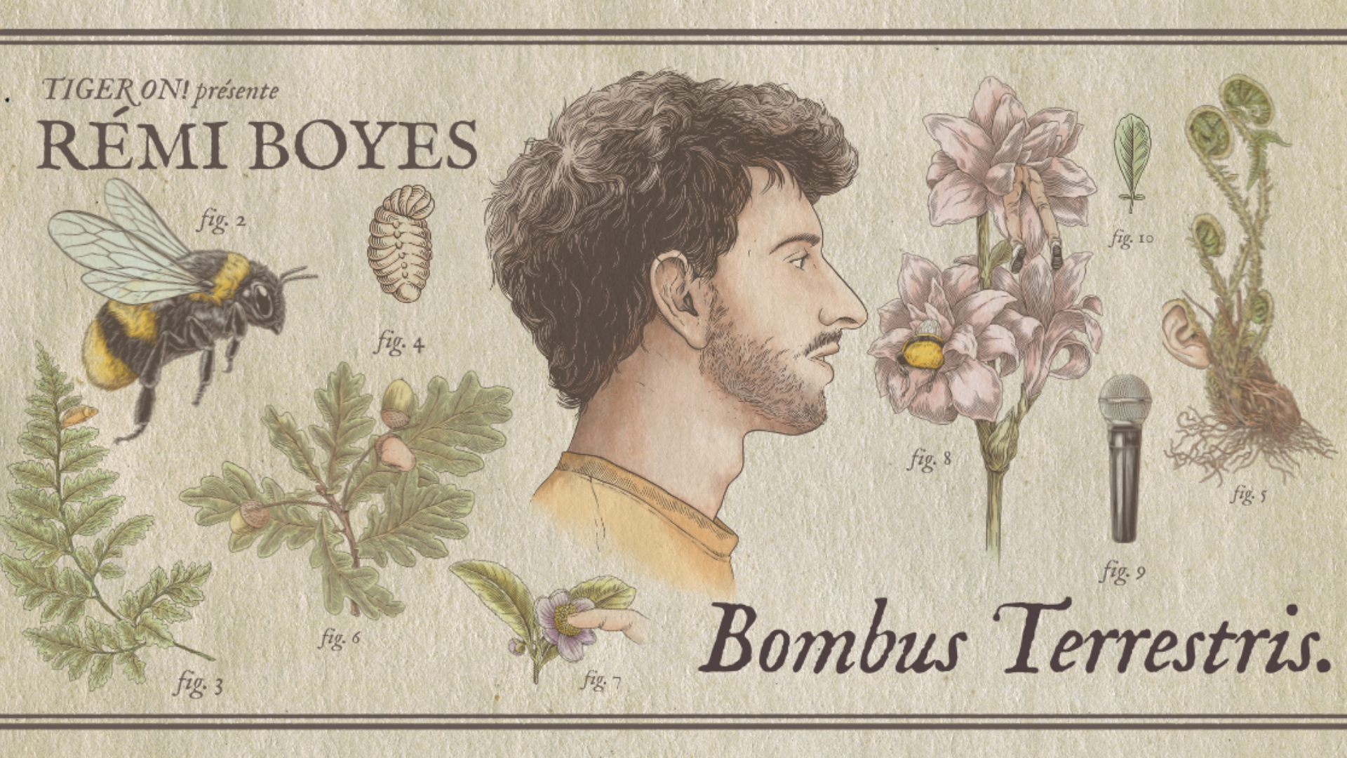 Rémi Boyes – Bombus Terrestris