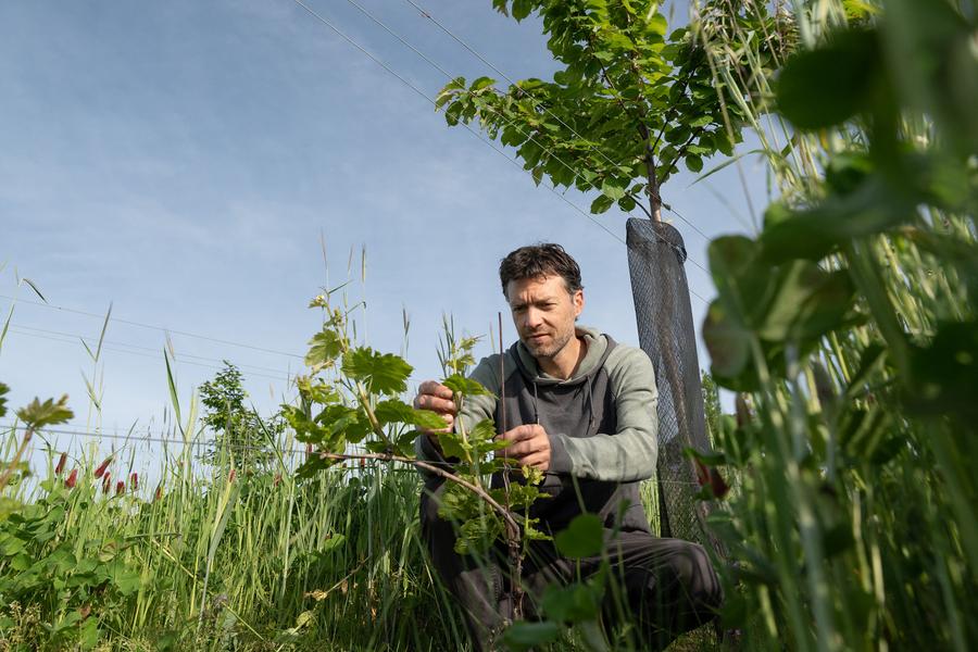 Pierre dans la vigne