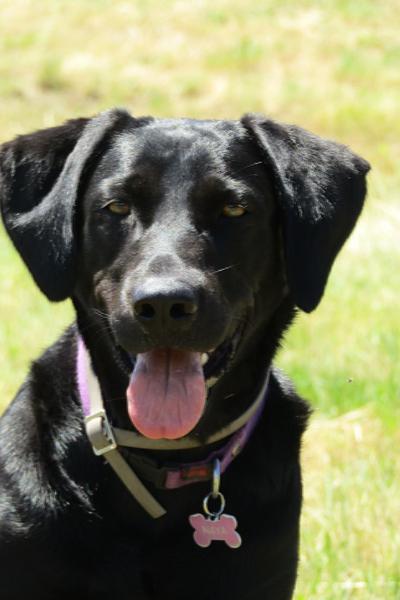 Naya  -Sylilanse - Gîte Chante Mûre à St Pons