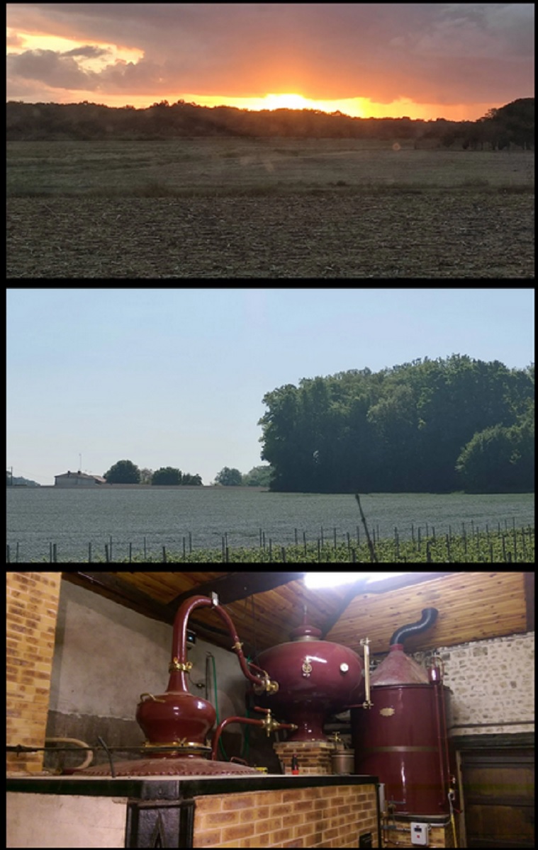 Visites du vignoble Thibeau