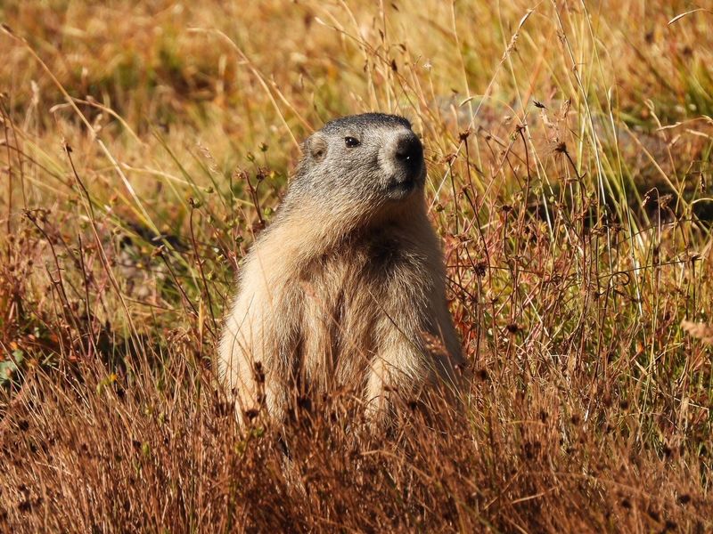 Marmots and Glaciers