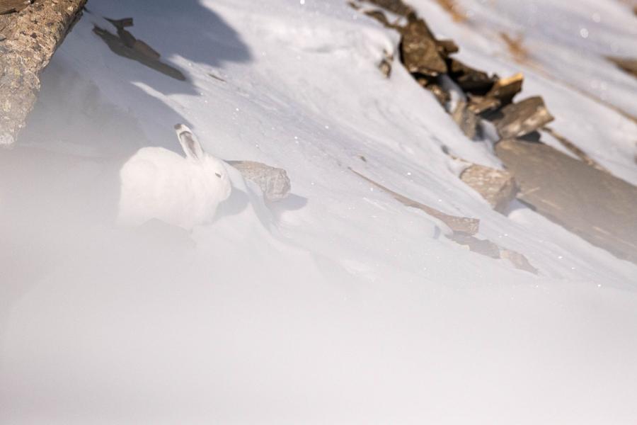 - © Mireille Coulon, Parc national des Ecrins. 115278e_HD - © Mireille Coulon, Parc national des Ecrins.