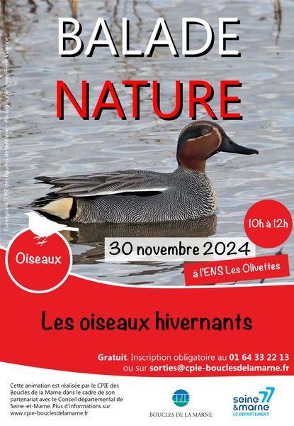 Les oiseaux hivernants des Olivettes Le 30 nov 2024