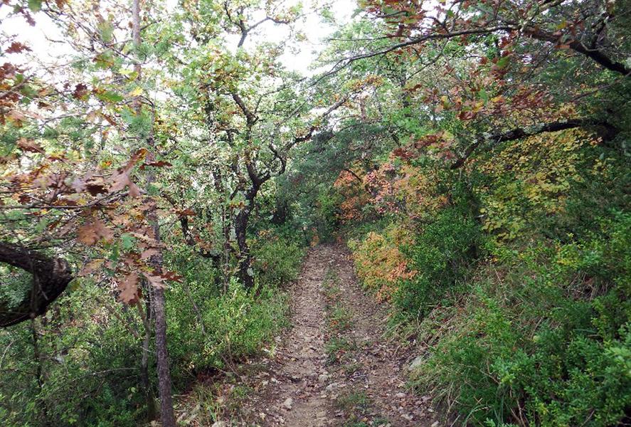 Balade dans la forêt domaniale à Saint Vincent de Barrès avec Ludovic Tuaillon, vannier