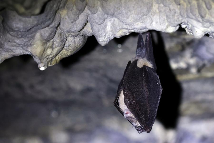 - © Marc Corail, Parc national des Ecrins Rhinolophe MarcC - © Marc Corail, Parc national des Ecrins