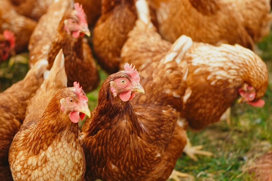 Lavido'poulet