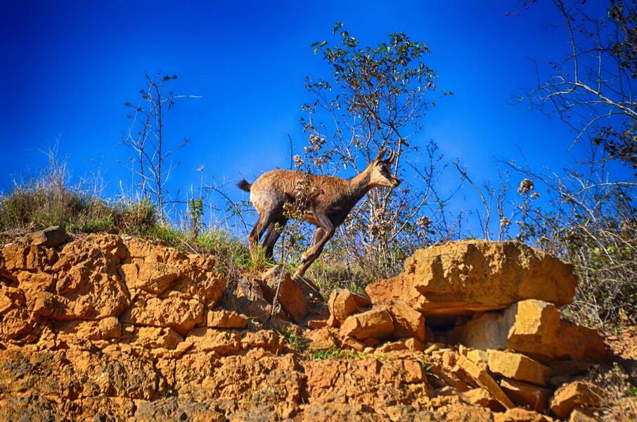 Chamois du Revermont