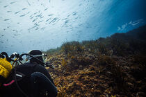 Be Free to Dive - Villeneuve-Loubet