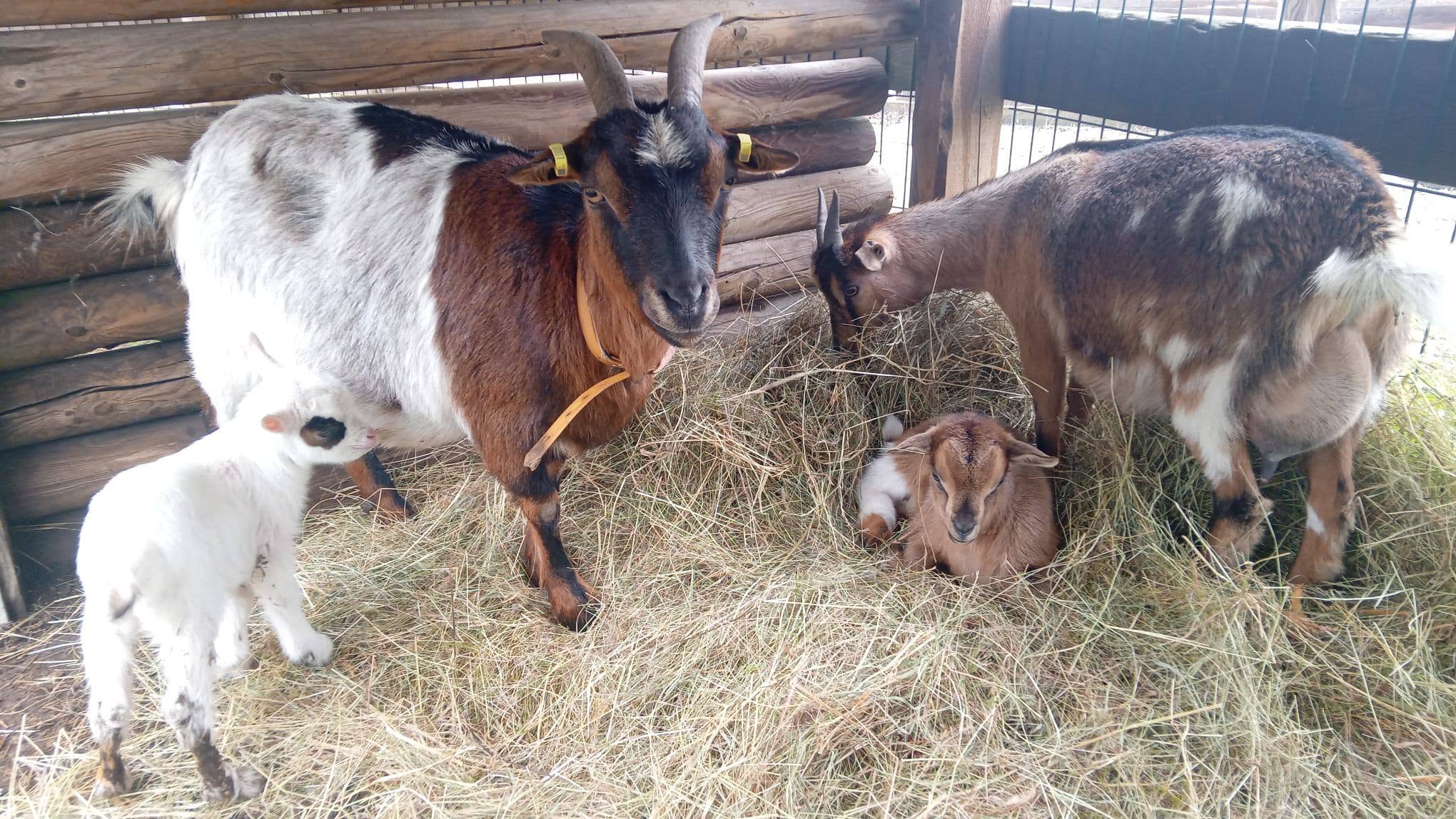Visite de la Ferme pédagogique du Ranch Montana