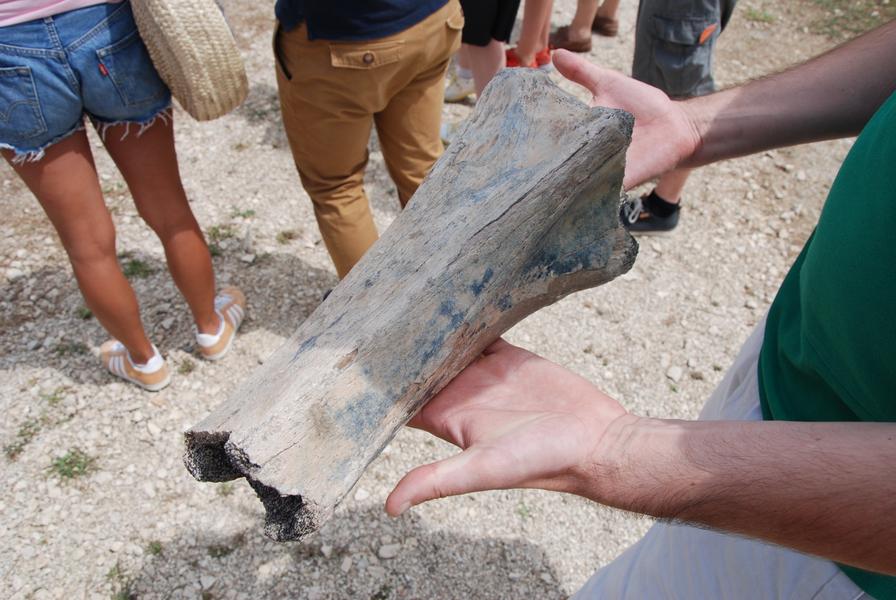 JEP | Dernières nouvelles des dinosaures d’Angeac-Charente, par JF Tournepiche.