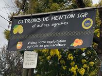 Producteur de citron de Menton IGP