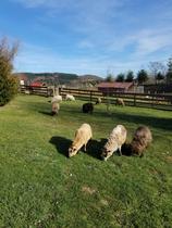 Mini-ferme & mini-kermesse - Miellerie la Grange aux Abeilles_Estivareilles