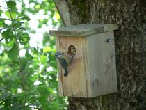 Atelier construction de nichoirs à mésanges_Arcon
