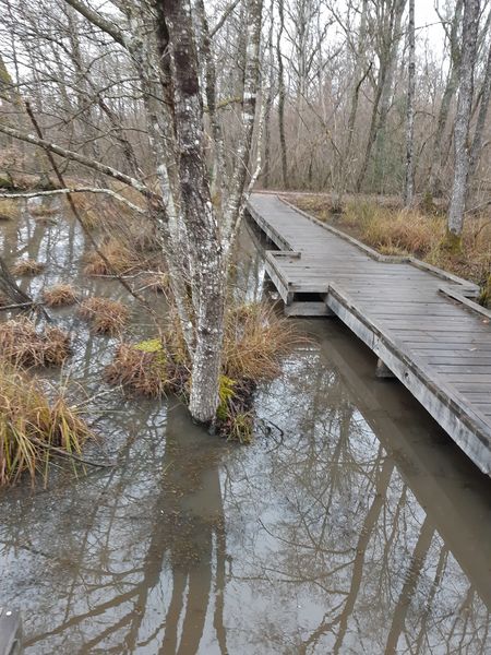 Bresse Vallons - Etangs de Bizadan et de But - Voie royale