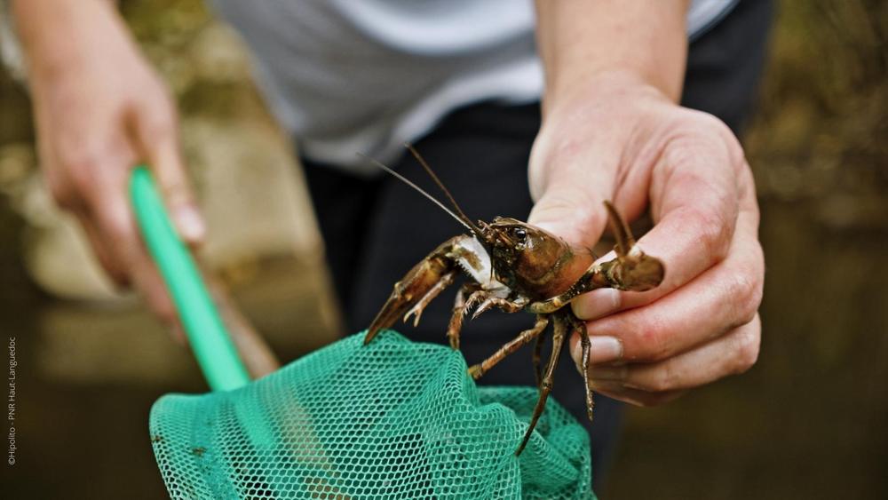 Moulin de Record, pêche aux écrevisses sur place