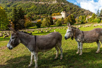 Revendran transhumance à Colmars