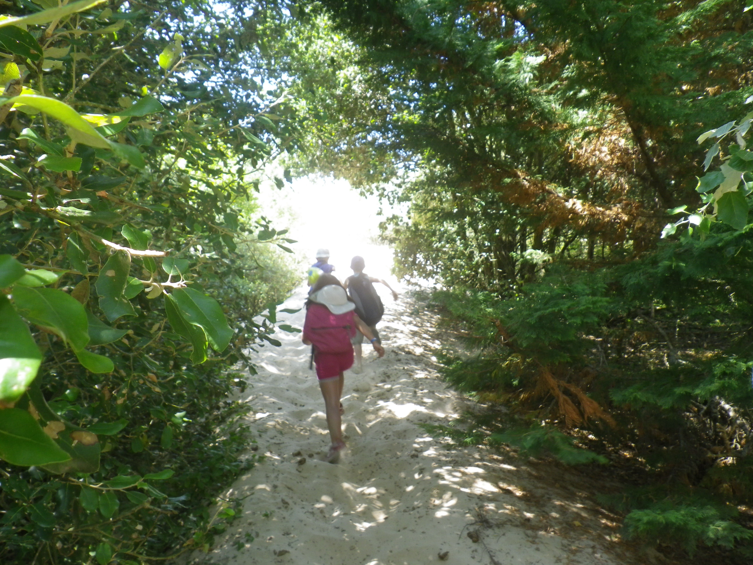 Sortie Echappées Nature "Dunes et forêt du Lizay". Une sortie à deux voix LPO et ONF !