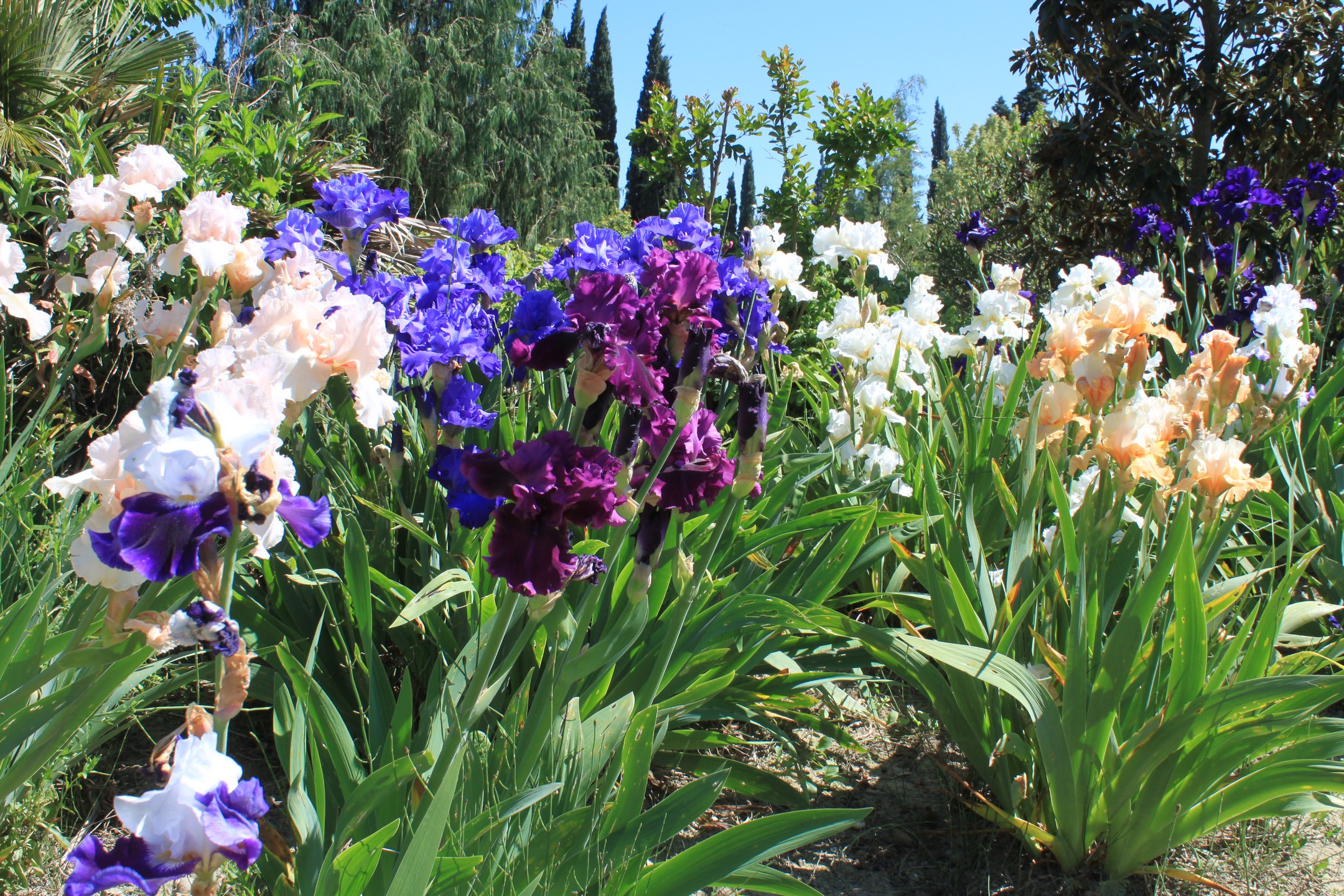 Bambous en Provence - photo 5