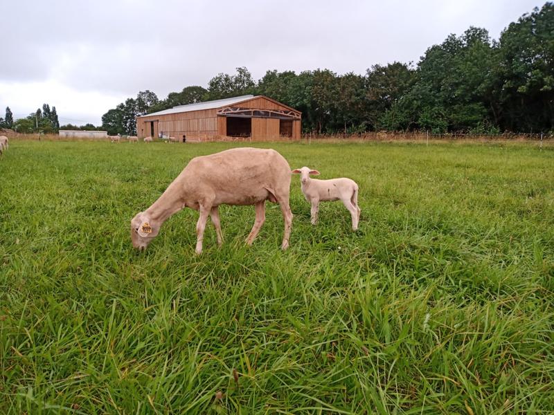 Les moutons dans un pâturage