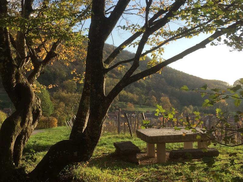 Au milieu des vignes
