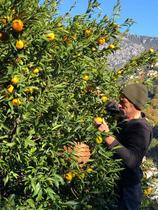 Cuillette de citrons