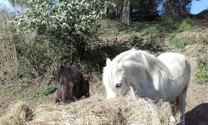 chevaux
