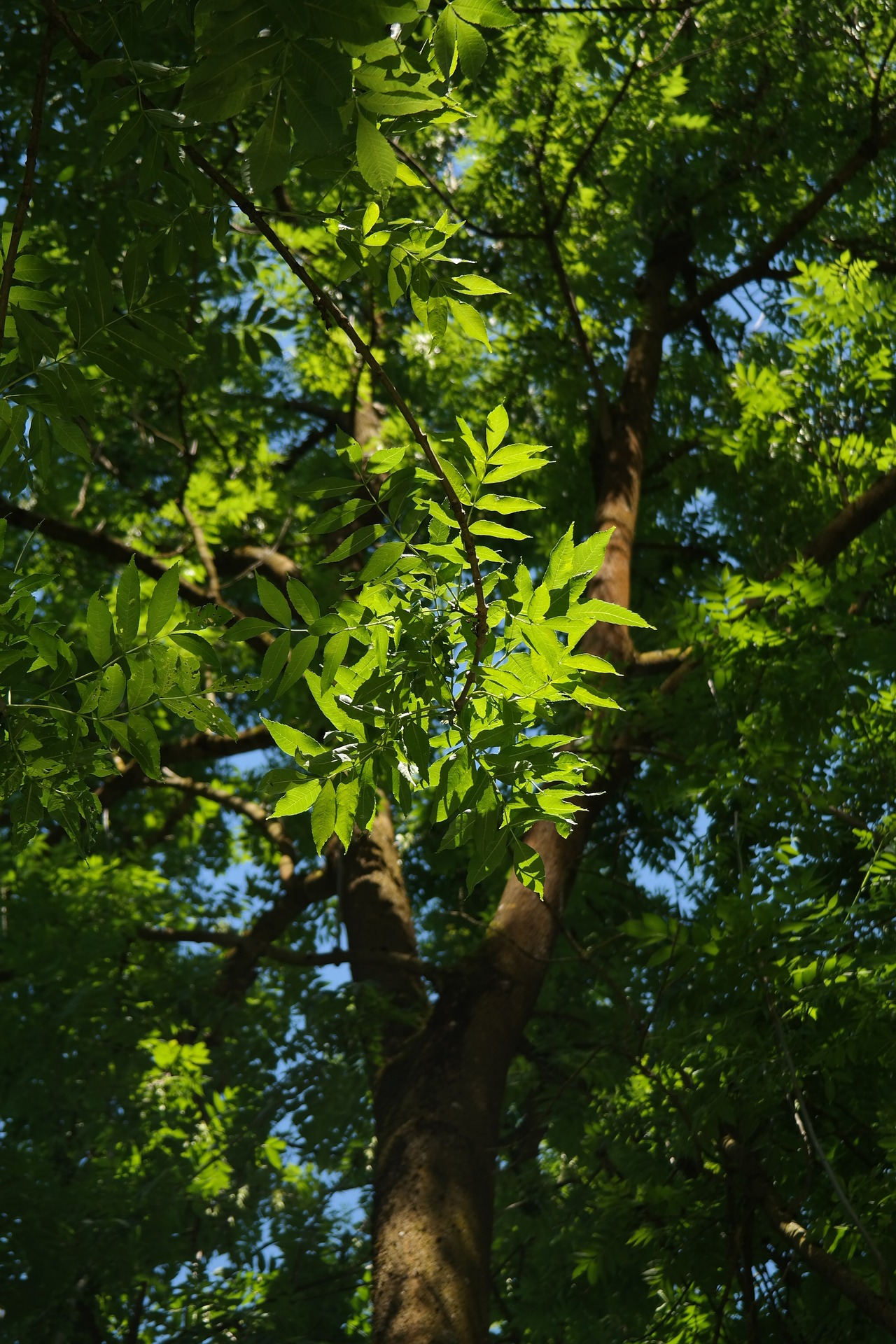 Arbres des marais de Gironde