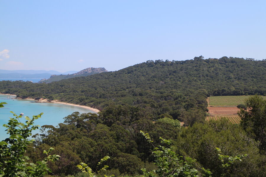 Domaine de la Courtade vin de l'île de Porquerolles