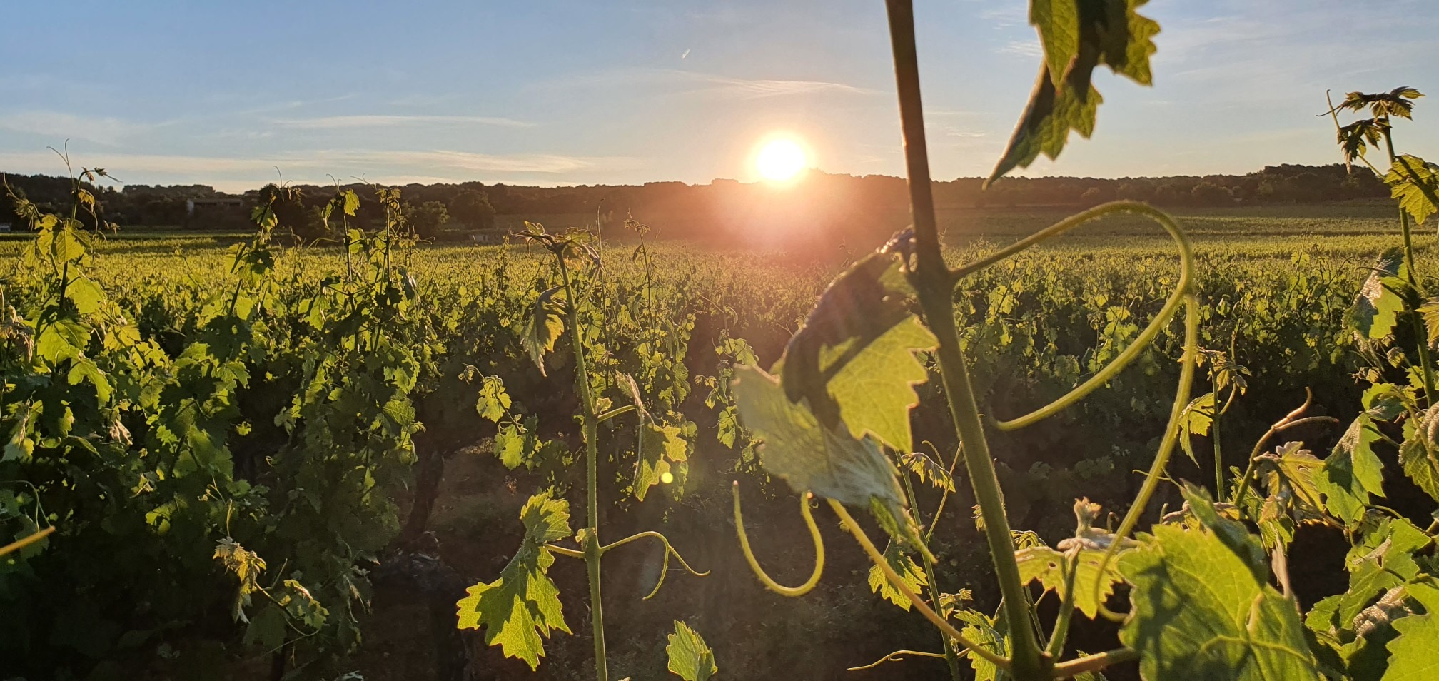Domaine Bagrau, Rognes - photo 2