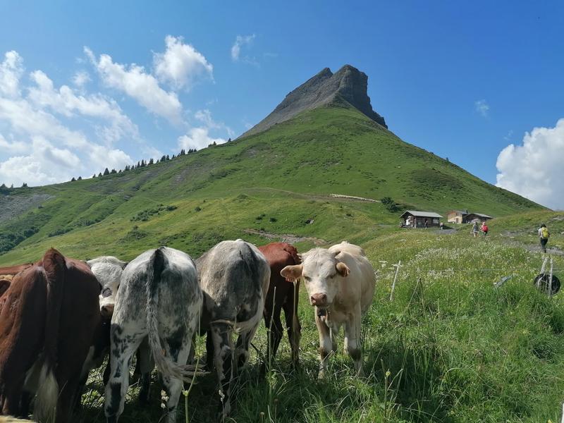 La cabane du Petit Pâtre – sentier pédestre_Cordon