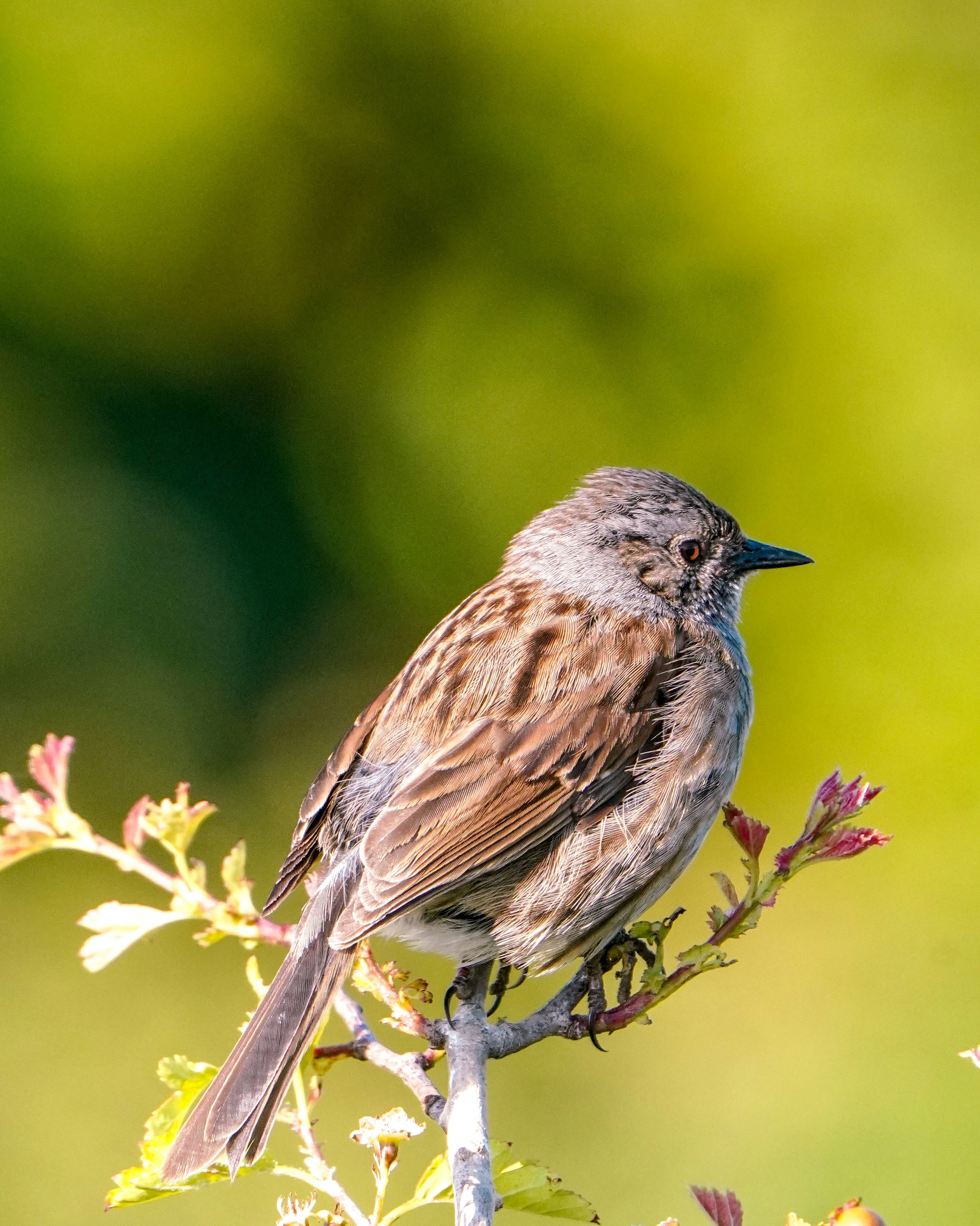 Conférence-atelier : "La biodiversité exceptionnelle en Haute-Loire"