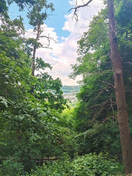 Bois de la Vauve 