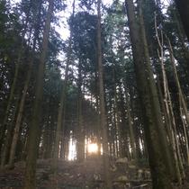 Exposition 1001 forêts_Charlieu