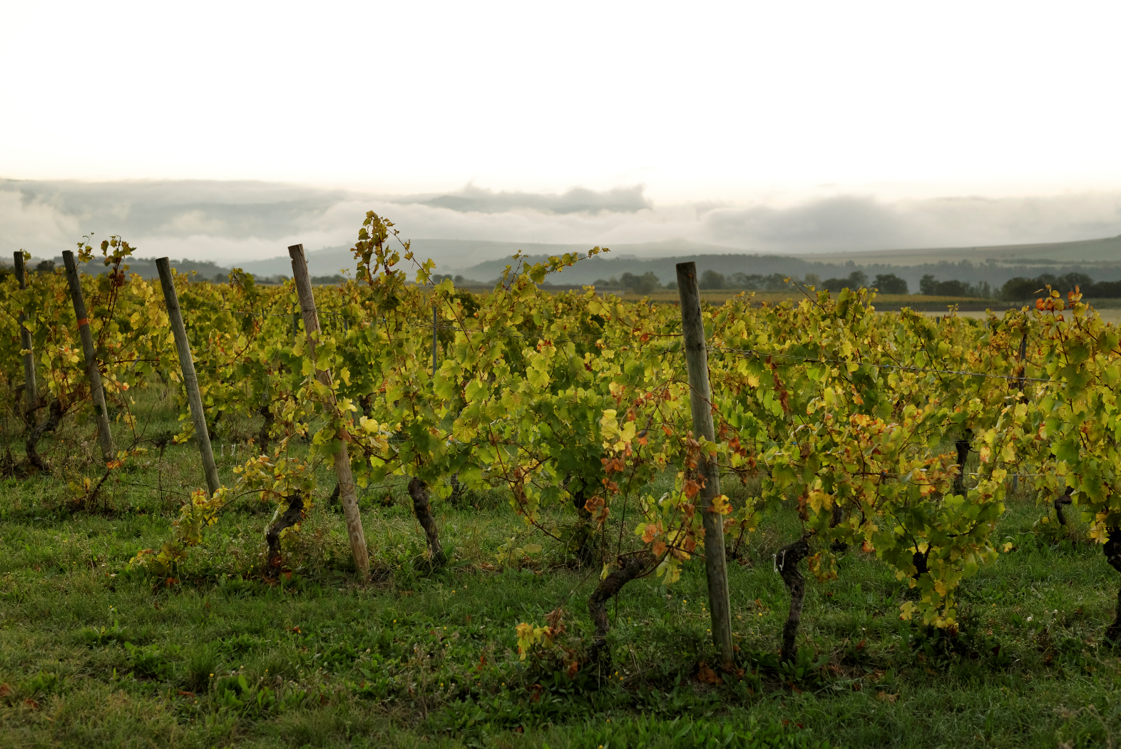 Vignes du Domaine Auzolle