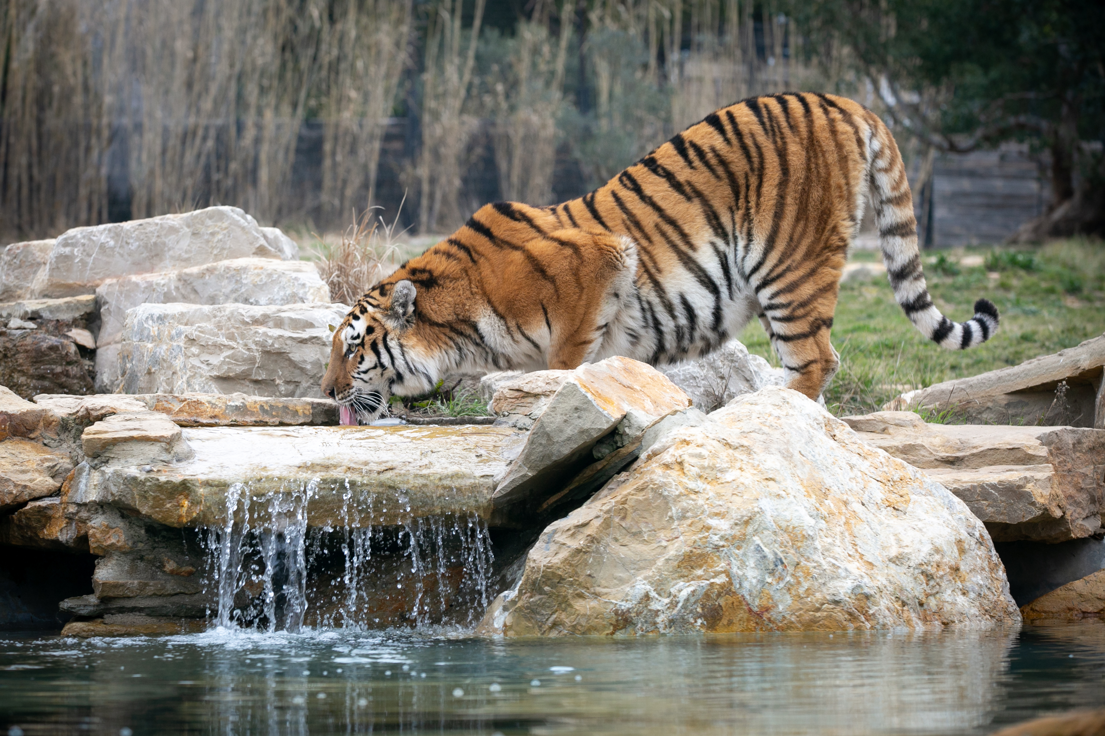 Parc Animalier de La Barben, La Barben - photo 2