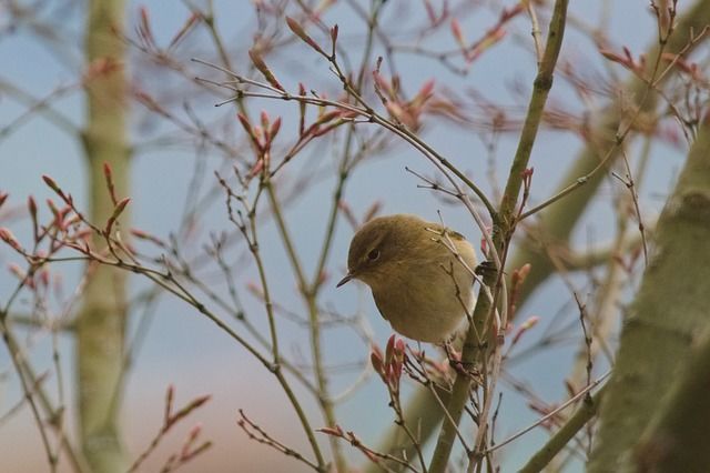 Balade observation des oiseaux - © Pixabay Balade observation des oiseaux - © Pixabay