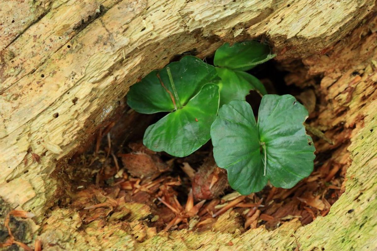 Conférence : les forêts de Serre Ponçon à la loupe !