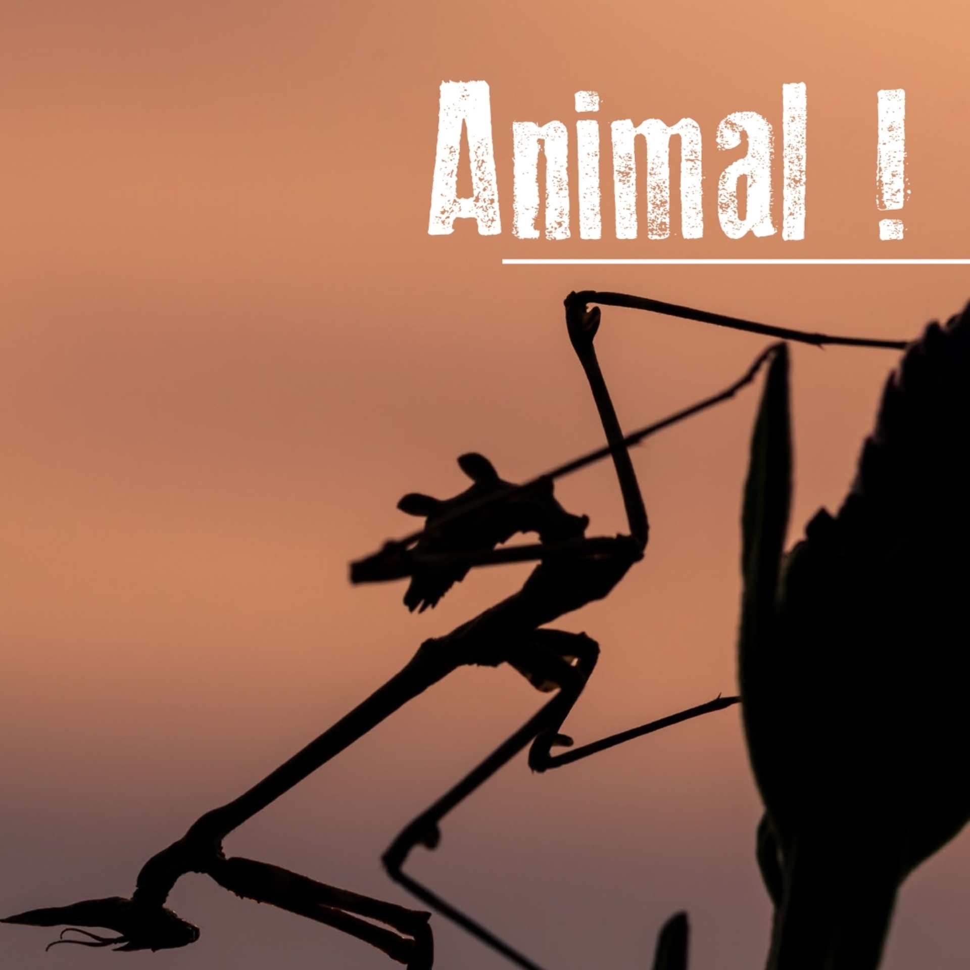 Exposition - Animal