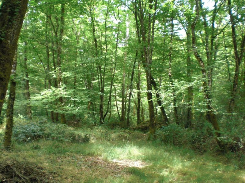 La Forêt de Branviiel