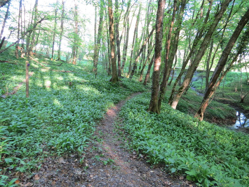 Le sentier des arbres