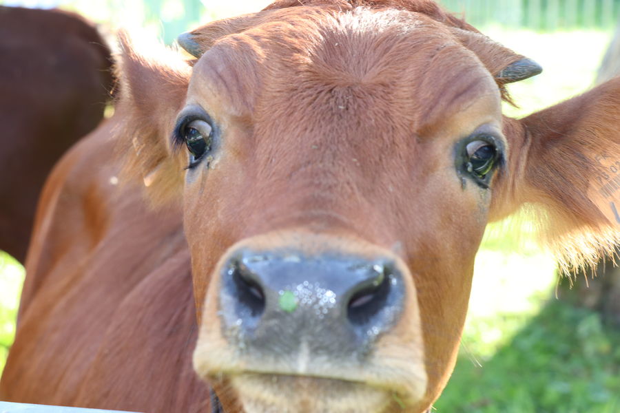 Foire d'Aillon le Jeune