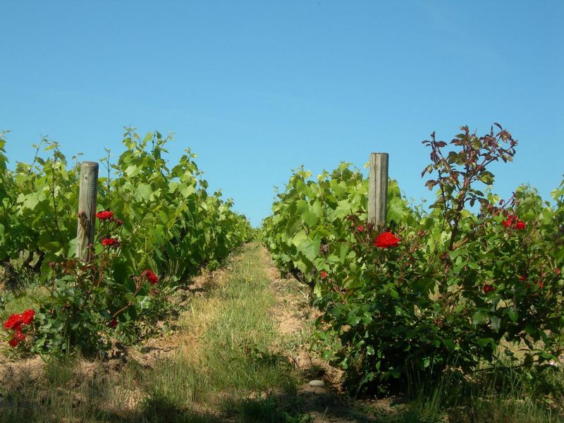 Domaine Passot-Collonge_Villié-Morgon